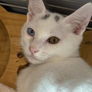 オッドアイの男の子