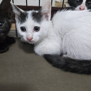 かわいい子猫、ましろくん