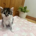 7月半ば生まれ兄妹（キジ白のこま）