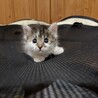 7月半ば生まれ兄妹（キジ白のこま） サムネイル3