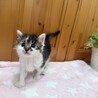 7月半ば生まれ兄妹（キジ白のこま） サムネイル4