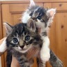 7月半ば生まれ兄妹（キジ白のこま） サムネイル5