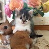 7月半ば生まれ兄妹（キジ白のこま）