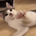 キジ白の男の子4〜5ヶ月人懐っこいです
