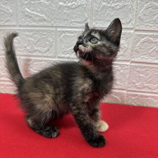 サビだけど錆ないで良く動く！慣れてる甘猫❤メグ