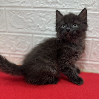 可愛すぎます！長毛黒猫2か月人慣れ抜群❤バロン
