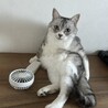 ナナフシ。
