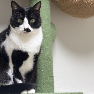 ????元気でソックス履く甘えん坊3才のハチワレ