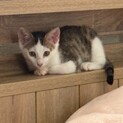 元気いっぱいチップ