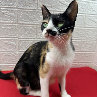 三毛猫1歳！単身者に最適！祖父祖母の話相手❤タマ