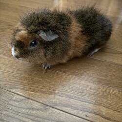 病気の為飼えなくなりました。