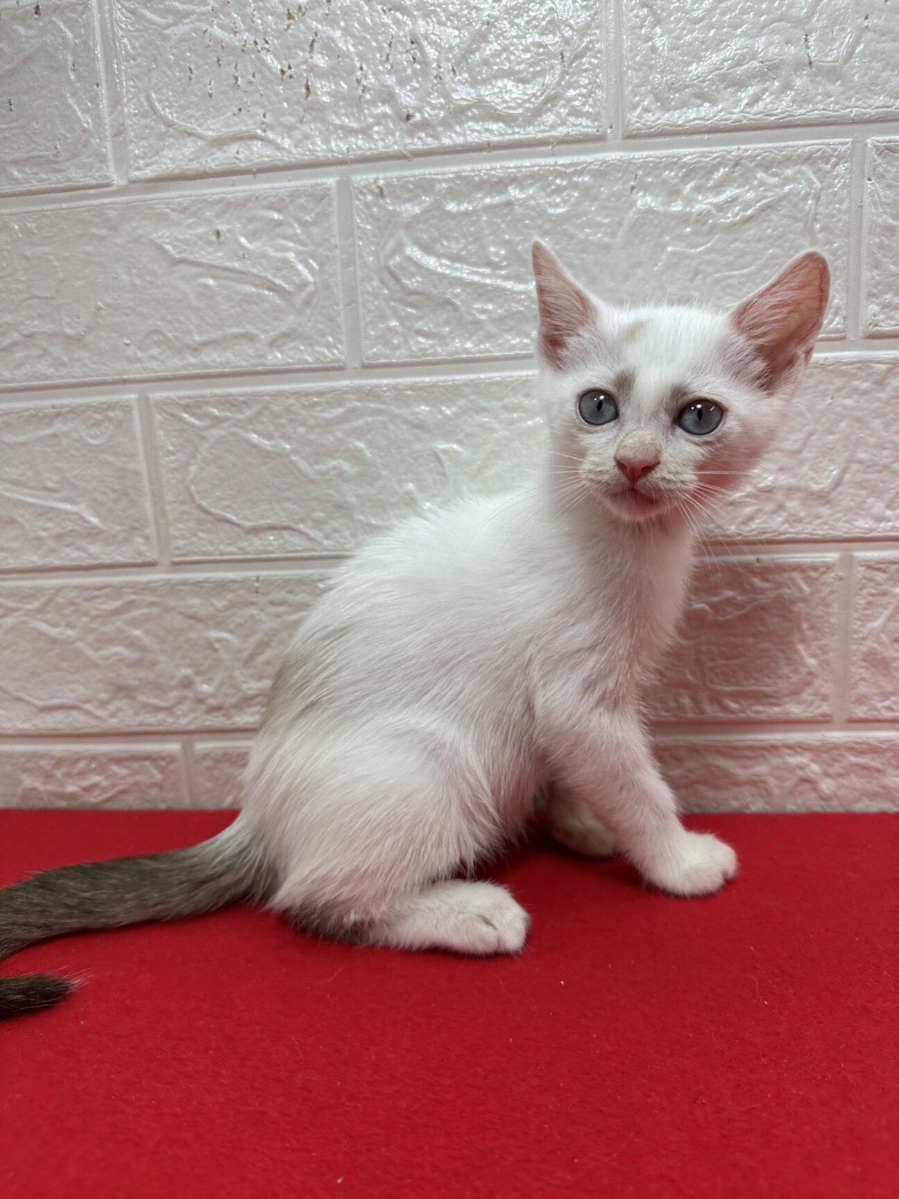 ７５g、９５gをミルクで飼育！人慣れ抜群❤空豆の写真