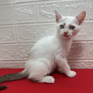 ７５g、９５gをミルクで飼育！人慣れ抜群❤空豆