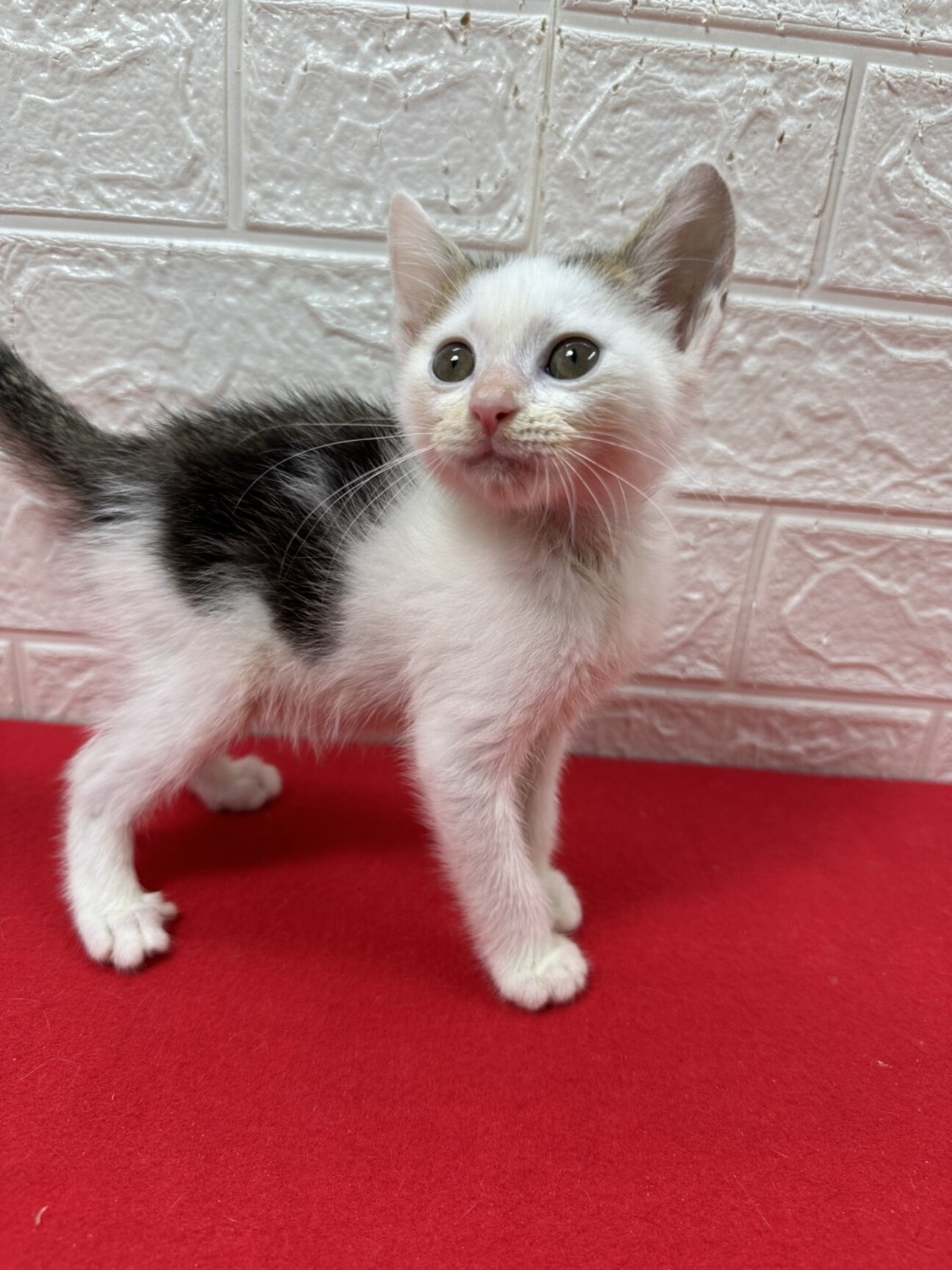 ７５g、９５gをミルクで飼育！オモチャ大好き❤大豆の写真