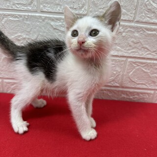 ７５g、９５gをミルクで飼育！オモチャ大好き❤大豆