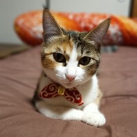 ミケ子