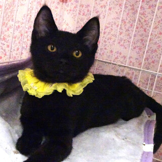ビビリでもゴハン大好き♪美黒猫❤あづきくん ３ヵ月
