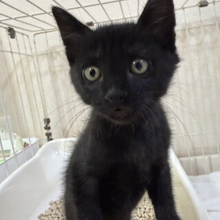 子猫1ヶ月半　わんぱくboy