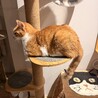 茶白の甘えん坊3歳 サムネイル2