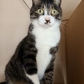 キラキラの目と白ソックスがおしゃれなキジ白男子