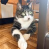 キラキラの目と白ソックスがおしゃれなキジ白男子 サムネイル2
