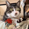 キラキラの目と白ソックスがおしゃれなキジ白男子 サムネイル3