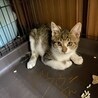 [5匹兄弟]ブラウンくん サムネイル2