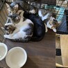 [5匹兄弟]ブラウンくん サムネイル3