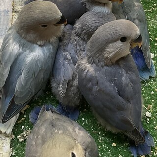 コザクラインコの雛です