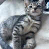 甘えん坊男の子 サムネイル4