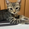 甘えん坊男の子 サムネイル6