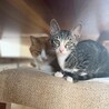 廃業した牛舎で保護された生後2か月半の子猫① サムネイル2