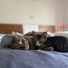 廃業した牛舎で保護された生後2か月半の子猫① サムネイル3