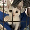 生後2ヶ月　オス　白黒