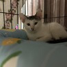 生後2ヶ月　オス　白黒 サムネイル2