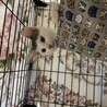 生後2ヶ月　オス　白黒 サムネイル3