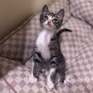 廃業した牛舎で保護された生後2か月半の子猫①
