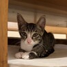 廃業した牛舎で保護された生後2か月半の子猫① サムネイル4