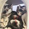 廃業した牛舎で保護された生後2か月半の子猫① サムネイル5