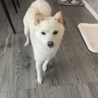 【急募】真っ白な可愛い柴犬♡