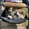 ロビンたん さん