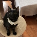 甘えん坊でお膝大好き♡