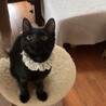 甘えん坊でお膝大好き♡