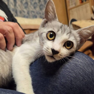 アイラインくっきりの美人子猫ちゃん