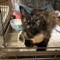 甘えん坊　サビ猫　プリンちゃん
