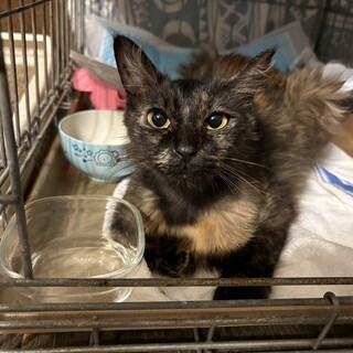 甘えん坊　サビ猫　プリンちゃん
