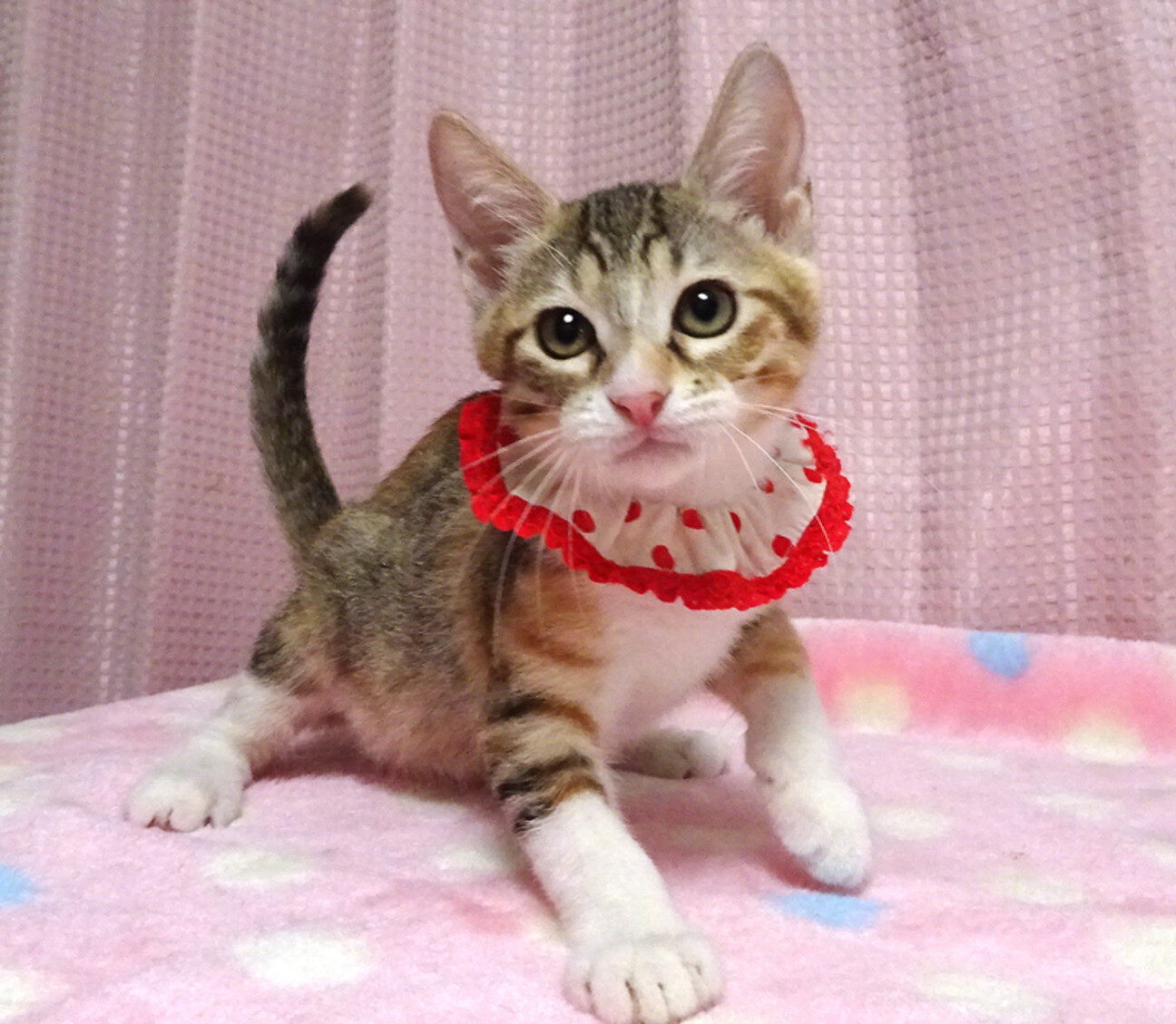 なれなれで抱っこできる三毛♪みぃちゃん ２カ月半の写真