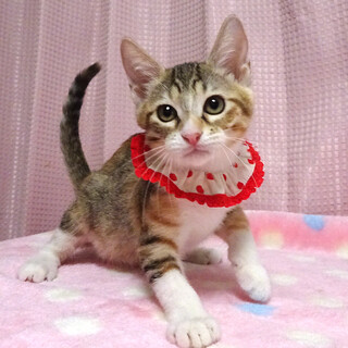 なれなれで抱っこできる三毛♪みぃちゃん ２カ月半