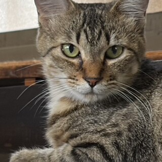 穏やかな麦わら猫一歳子育て頑張ってきました。