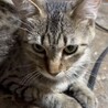 穏やかな麦わら猫一歳子育て頑張ってきました。 サムネイル4